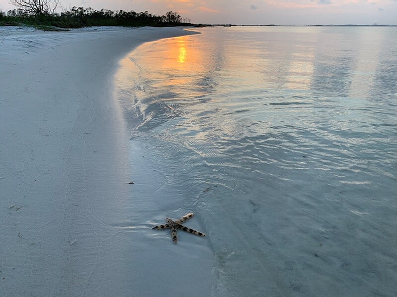 starfish on the beach